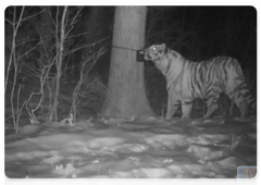 The scientists can use the obtained images to accurately monitor the tigers’ movements