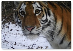 Центр «Амурский тигр»: численность тигров и ареал их обитания увеличились