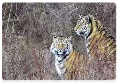 The Amur tigers Pavlik and Yelena. Photos courtesy of the Tiger Centre