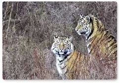 Tigers Pavlik and Yelena released into the wild in the Amur Region