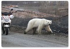 В Норильске поймали белую медведицу