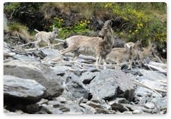 Sayano-Shushensky Biosphere Reserve conducts spring ibex count