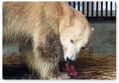 Белая медведица из Норильска поправилась на 12 кг