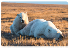 Polar bear cub rescued on Wrangel Island