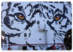 The image of the Amur tiger is decorating a cargo ship of the Dobroflot Group