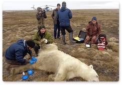 Участники экспедиций надели на двух медведиц спутниковые ошейники