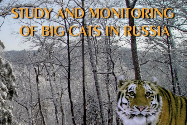 ИПЭЭ РАН опубликовал монографию об изучении крупных кошачьих в России