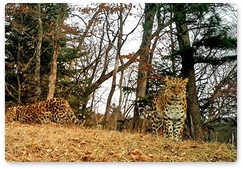 Учёные «Земли леопарда» впервые получили снимки взрослой самки леопарда Leo 45F с котятами