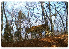 Самка дальневосточного леопарда Королева Борте в сопровождении двух котят