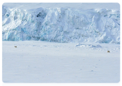 Ivan Mizin: The polar bear conservation strategy until 2020