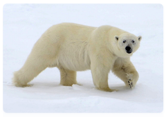 A polar bear. Photo by Ivan Mizin