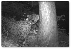 Two snow leopards from Tajikistan released in the Sayano-Shushensky Biosphere Reserve