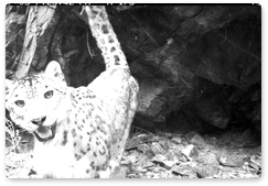 Monitoring of new snow leopards in the Sayano-Shushensky Biosphere Reserve