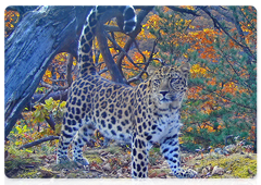 Rare felines from Land of the Leopard win Camera Trap 2019