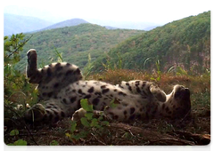 Far Eastern leopard Leo 10M, called Lord. A screenshot from a recording camera