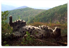 Снимки дальневосточных леопардов победили в конкурсе «Фотоловушка-2019»