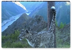 Snow leopard from Sayano-Shushensky Reserve wins Russian national contest