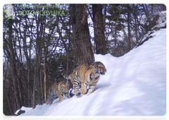 This image from Zapovednoye Priamurye received the encouragement award from WWF Russia in the Camera Trap 2019 contest