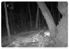 Тигрица Светлая попала в объективы фотоловушек с тремя тигрятами