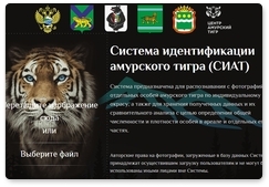 Разработана система идентификации тигров по индивидуальному рисунку шкуры