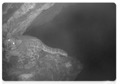 Camera trap spots snow leopard family on a walk