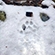 A snow leopard paw print in the snow. Photo by reserve researchers