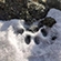 A snow leopard paw print
