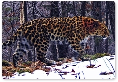 Social media users name a Far Eastern leopard