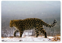 Video captures Far Eastern leopard communication