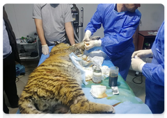 Experts save injured tiger cub’s life in Primorye