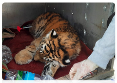 Experts save injured tiger cub’s life in Primorye