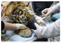 В Приморском крае специалисты спасли жизнь раненого тигрёнка