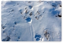 Следы амурского тигра обнаружили в Якутии