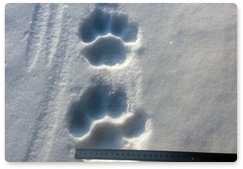 Tracks of tigress and cub found in Jewish Autonomous Region