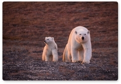 В России впервые будет проведён полный учёт численности белого медведя