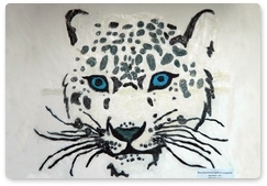 Sayano-Shushensky Biosphere Reserve announces My Snow Leopard contest