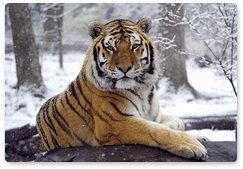 About 16 adult tigers live in the Lazovsky Nature Reserve and Call of the Tiger National Park