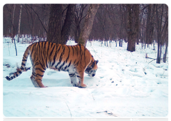 Тигрица из Лазо. Автор фото: Виктор Кузьменко