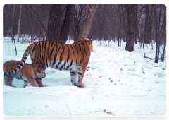 Тигрица из Лазо с тигрёнком. Автор фото: Виктор Кузьменко