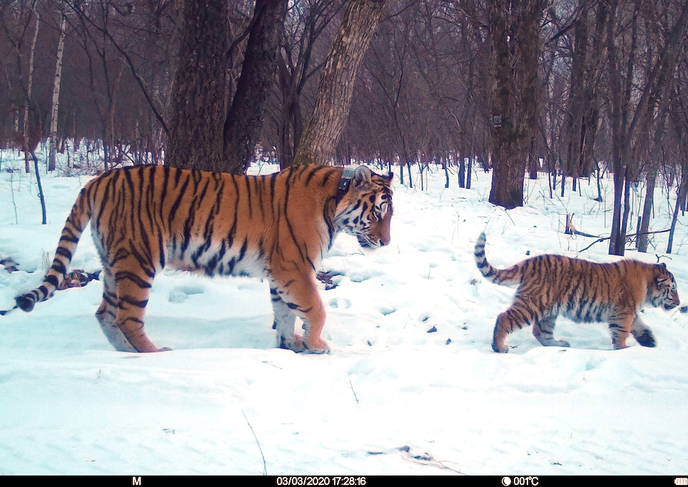 Тигрица из Лазо и тигрица Светлая попали в объективы фотоловушек с тигрятами