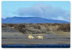 Ряд экспедиций по изучению белого медведя запланирован в этом году