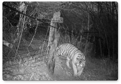 Лазовка с тигрёнком вернулась домой после прогулки по территории Китая