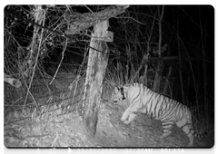 Лазовка с тигрёнком вернулись домой после прогулки по территории Китая