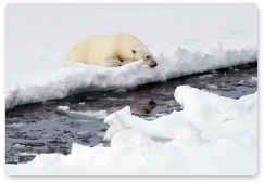 «Русская Арктика» получит финансирование на изучение белых медведей и съёмки фильма
