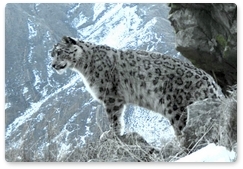 Snow leopard stars in online exhibition