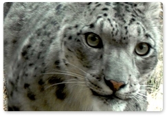 Natural Resources Ministry to discuss transferring snow leopards from Mongolia
