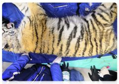 A tiger cub, rescued by Department of Hunting Supervision experts in the Olginsky district, during a medical check-up