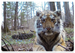 Orphan tiger cub undergoes rehabilitation in Primorye