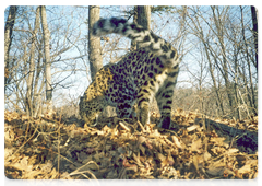 В Приморском крае обнаружен самый взрослый дальневосточный леопард