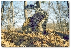 Oldest Far Eastern leopard spotted in Primorye